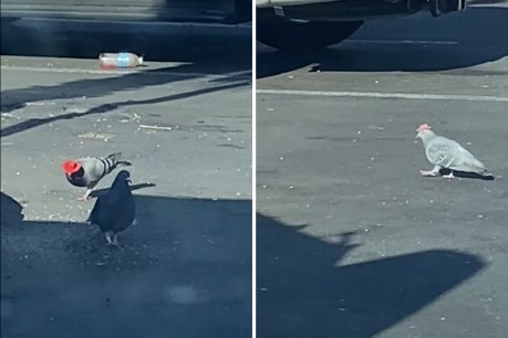 Someone is putting cowboy hats on pigeons in Las Vegas