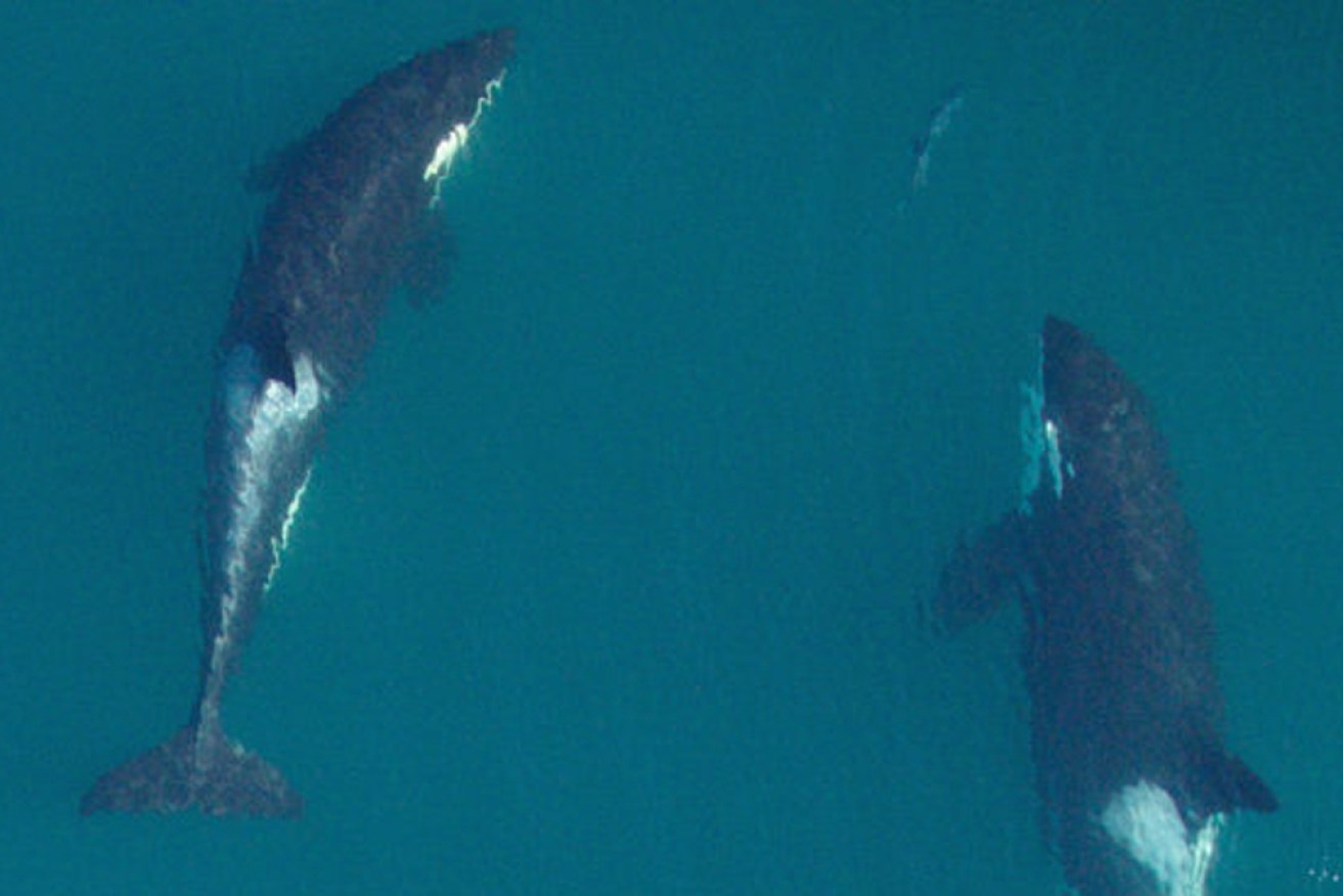 An older killer whale, right, shares a salmon with an orphaned whale in 2016.
