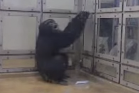 Chimps like to boogie, study finds
