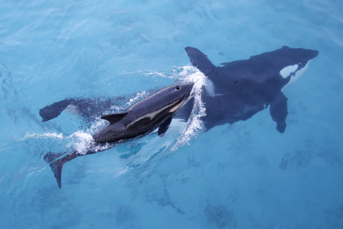 Grandmother killer whales were found to have the most impact on a pod's survival. 