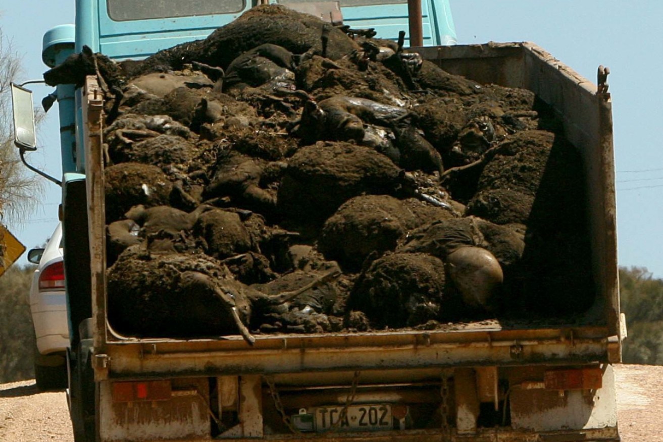 Black Summer's fires inflicted a dreadful toll on Australia's livestock. Foot and work would be unimaginably worse. <i>Photo: AAP</i>