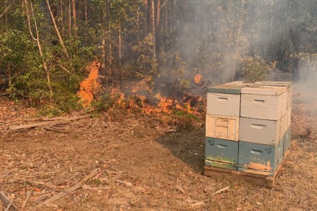 Family bypasses bushfire roadblocks to save thousands of beehives as wildlife death toll rises