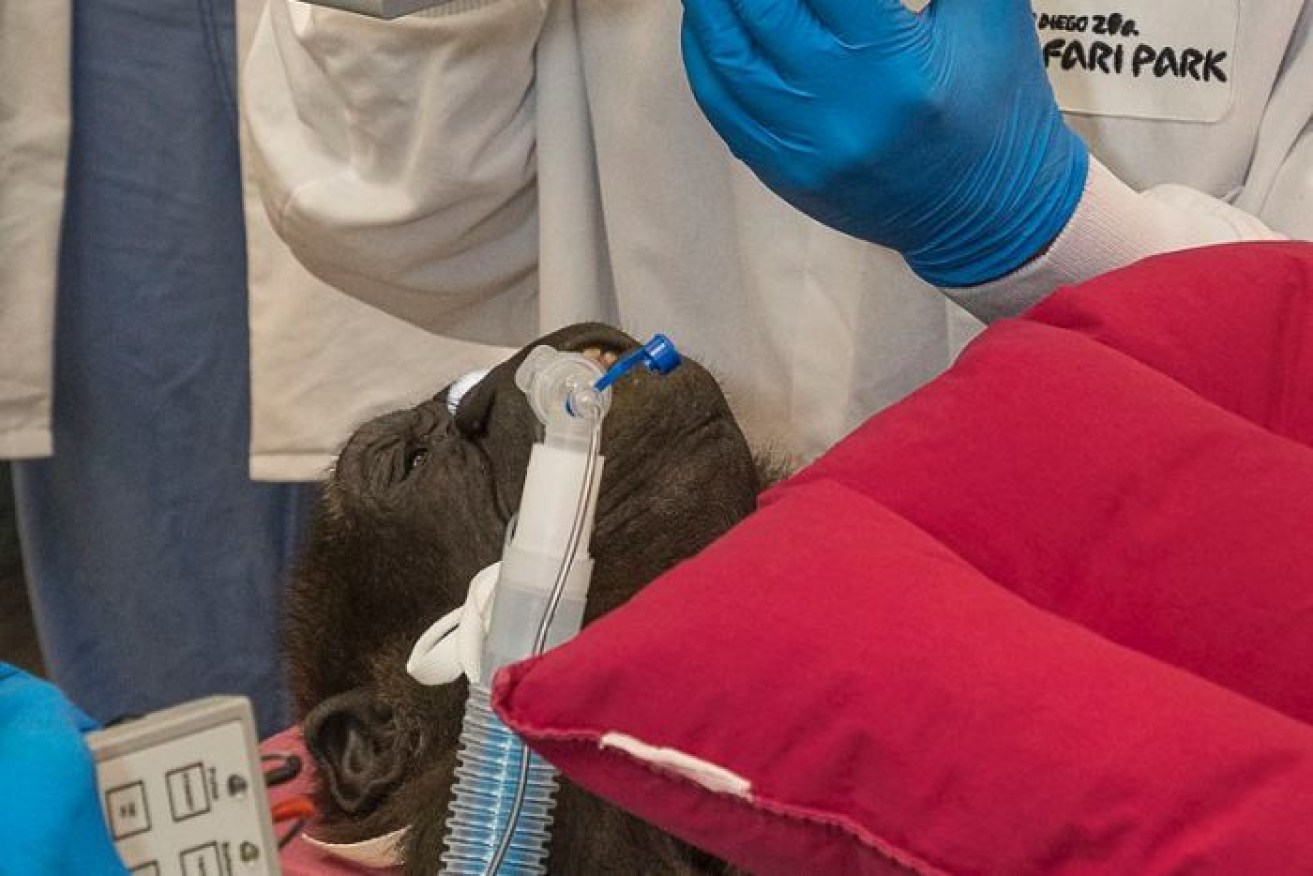 Medical specialists replaced the gorilla's cloudy eye lens with a new artificial lens.
