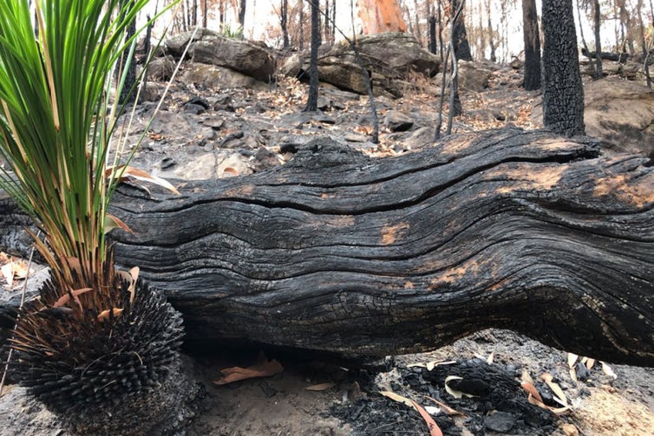 A legacy of displacement and racism inflames bushfire trauma for Aboriginal Australians.