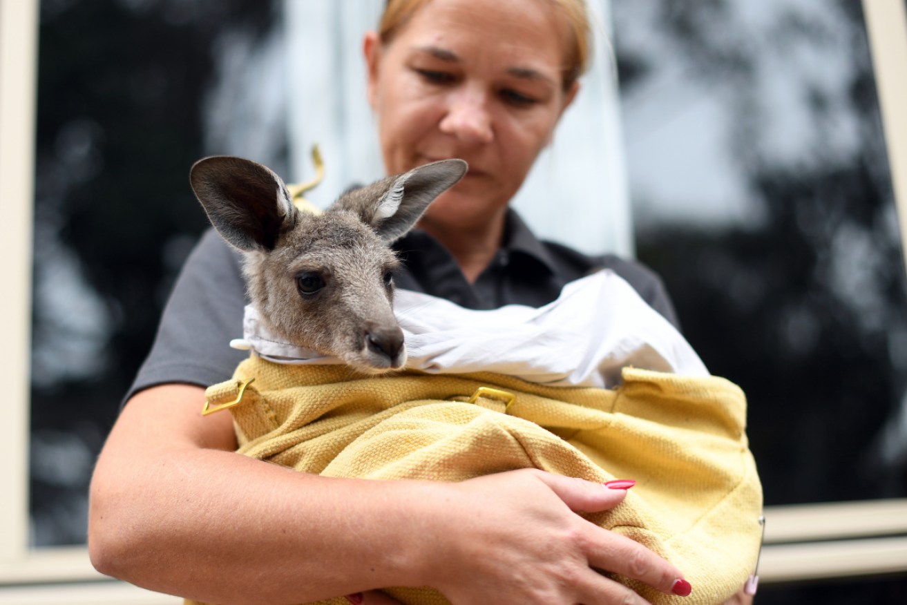 Wildlife rescuers across the nation are rallying to help animals affected by bushfires. 