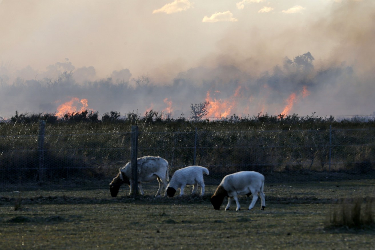 The cost of food is set to rise from the impact of bushfires on farms. 