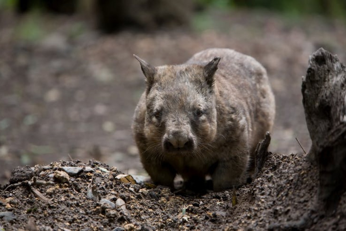 Wombats may not usher other animals into their burrows, but their warrens still protect other species in bushfires.