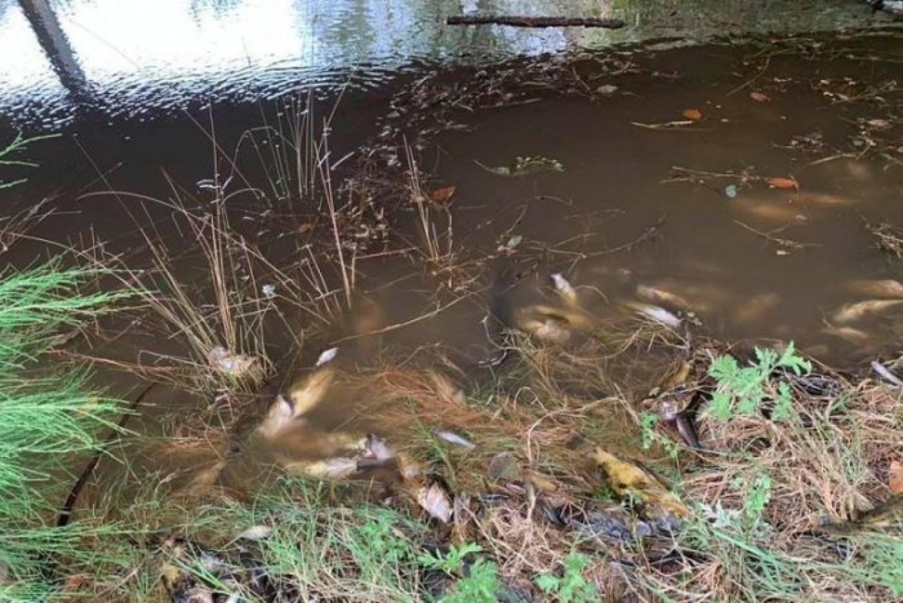 Locals believe hundreds of thousands of fish may have been died after ash runoff from recent bushfires.