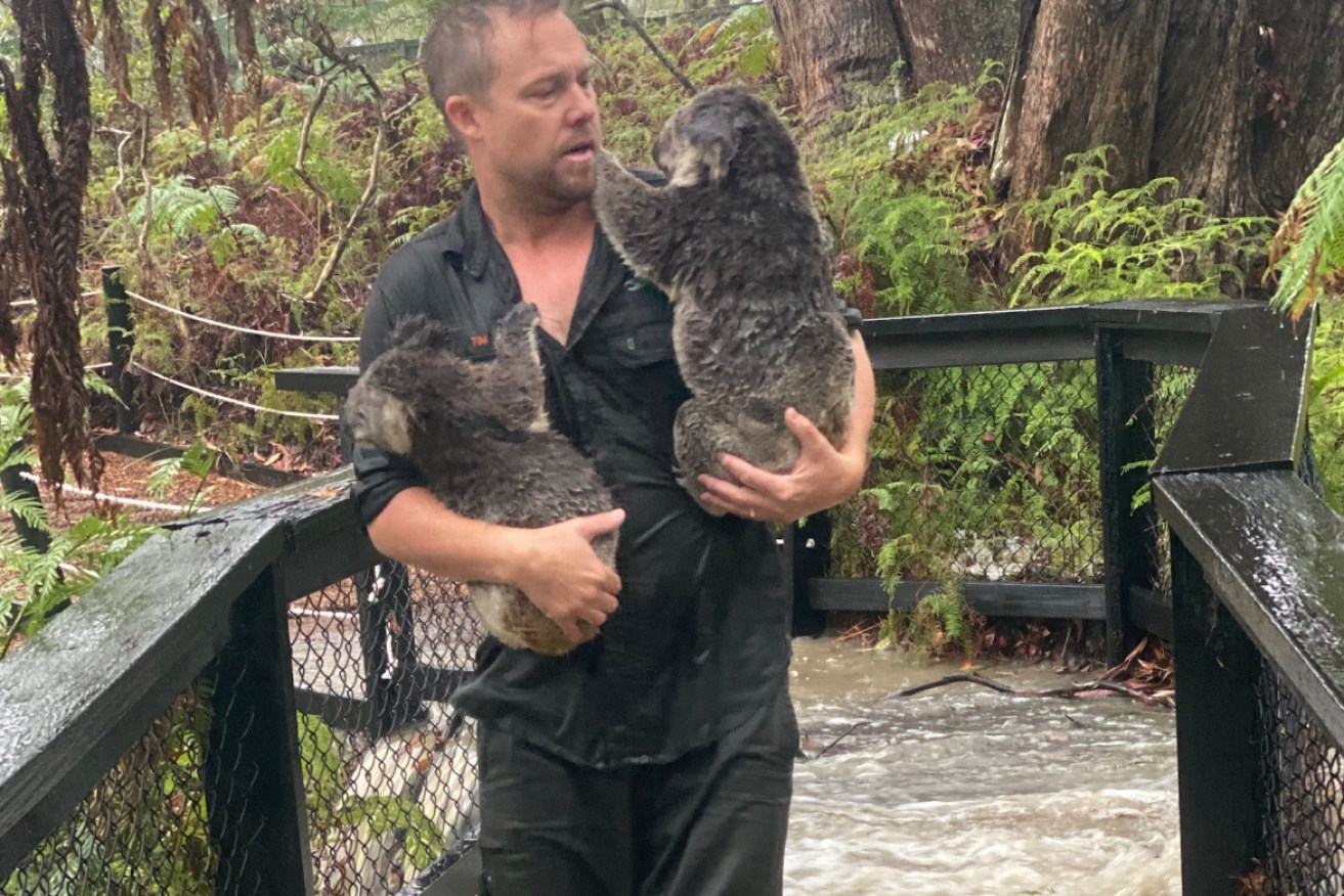 Staff move koalas at the Australian Reptile Park to drier ground.