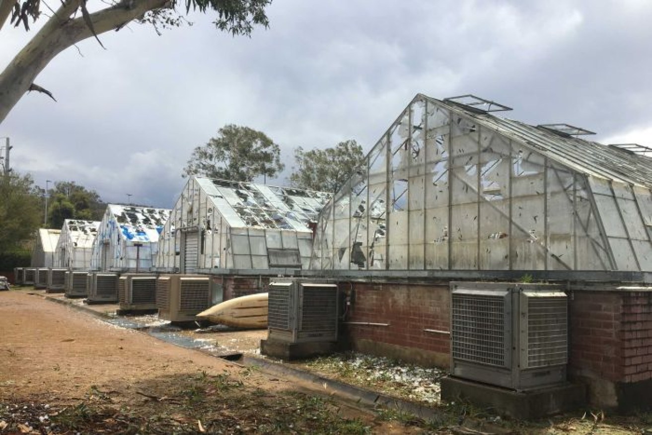 Glasshouses at the CSIRO in Canberra were badly damaged in Monday's storm.
