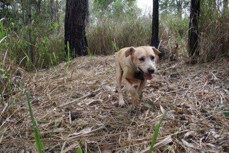 Sausages and dogs leading the fight against invasive electric ants in Far North Queensland