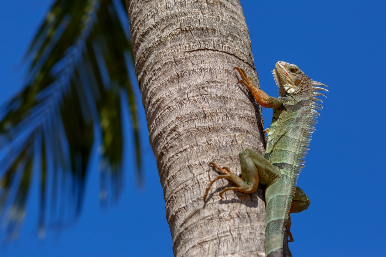 Don't fall! A green iguana in southern Florida, where plunging temperatures are bringing surprising hazards.