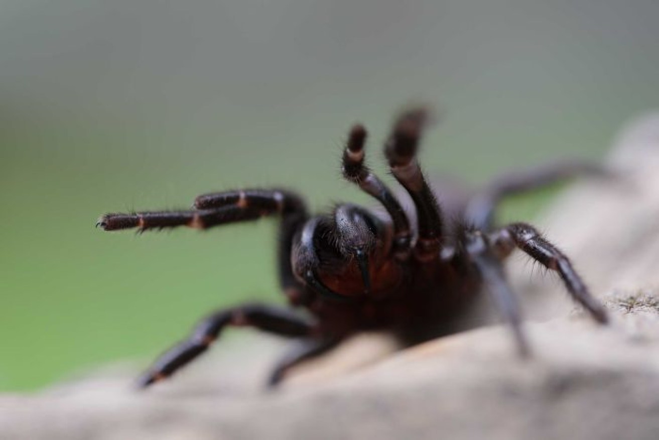 The funnel web's bite can be fatal.