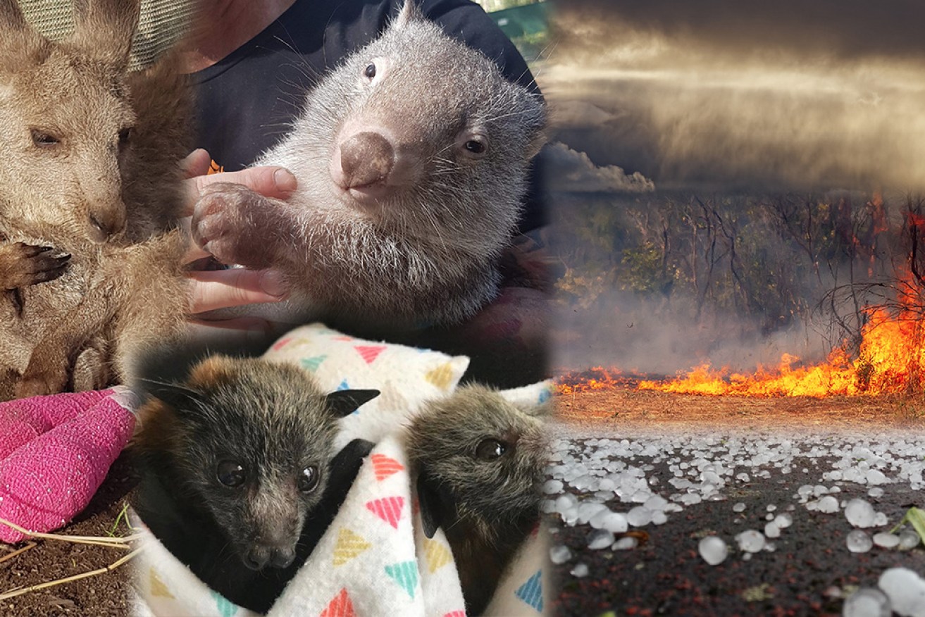 Wild and violent weather has left animals hurting all over the nation.