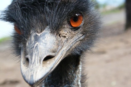 Emu poo study the key to finding out how they could be reintroduced in Tasmania