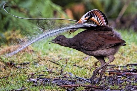 ‘Solitary’ lyrebirds band together in ‘incredible’ show of unity under bushfire threat