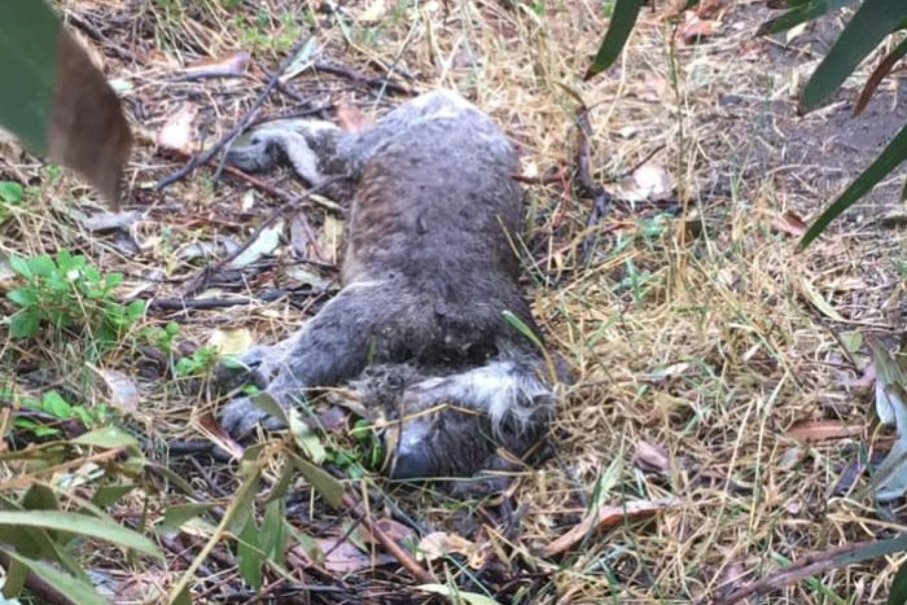 Koala carcasses have also been seen at the felled plantation. 