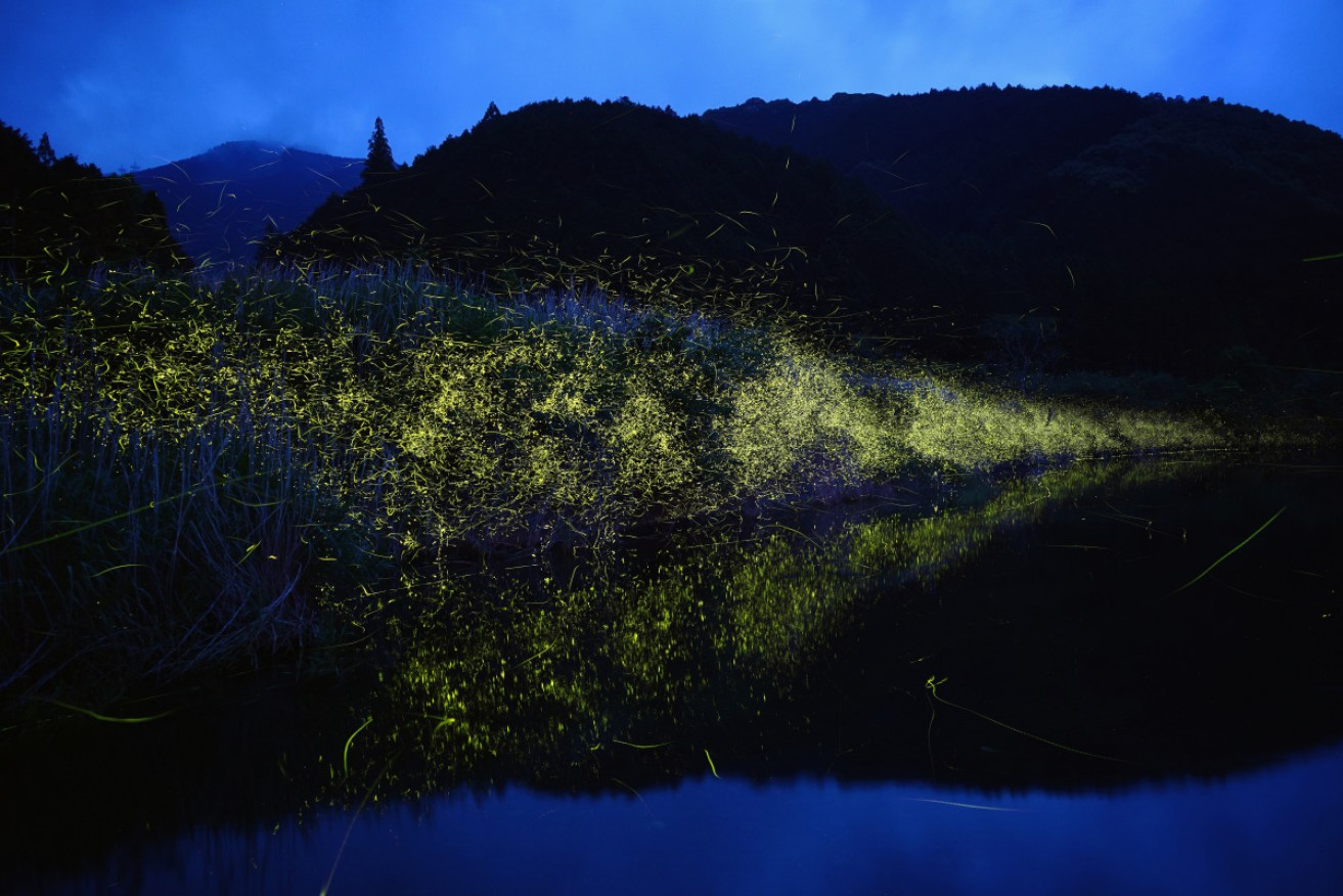 Japan was lit up in 2016 by a swarm of fireflies. This stunning display is unlikely to be seen in Australia, however.
