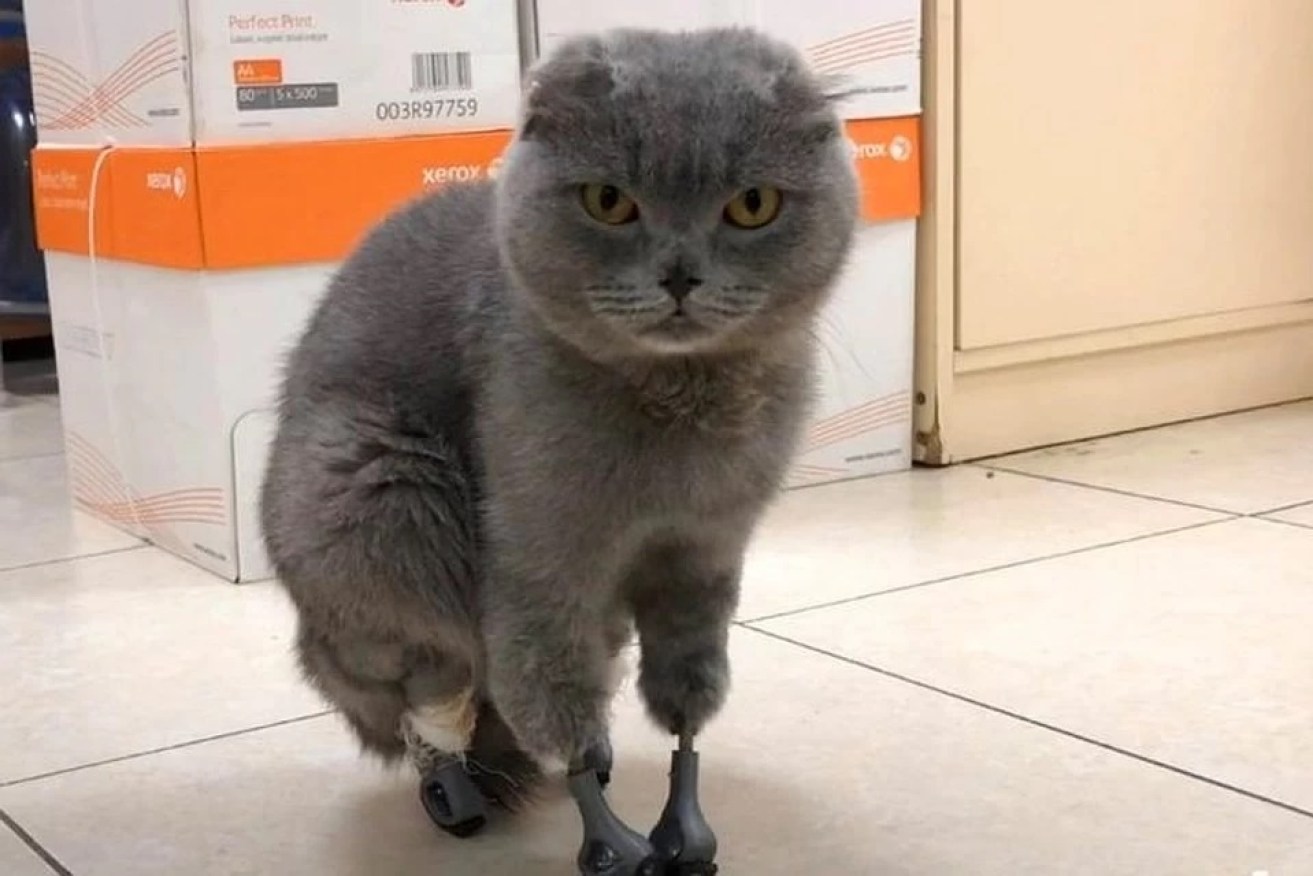 Dymka lost her four paws, tail and ears to frostbite. 3D-printing technology gave her new feet. 
