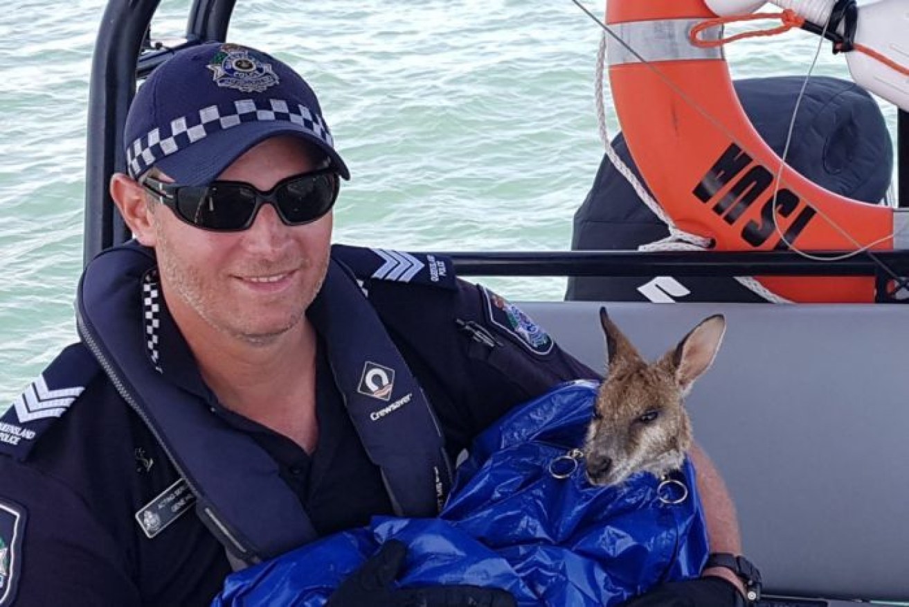 Water police rescued Dawny the misdirected wallaby well out at sea.