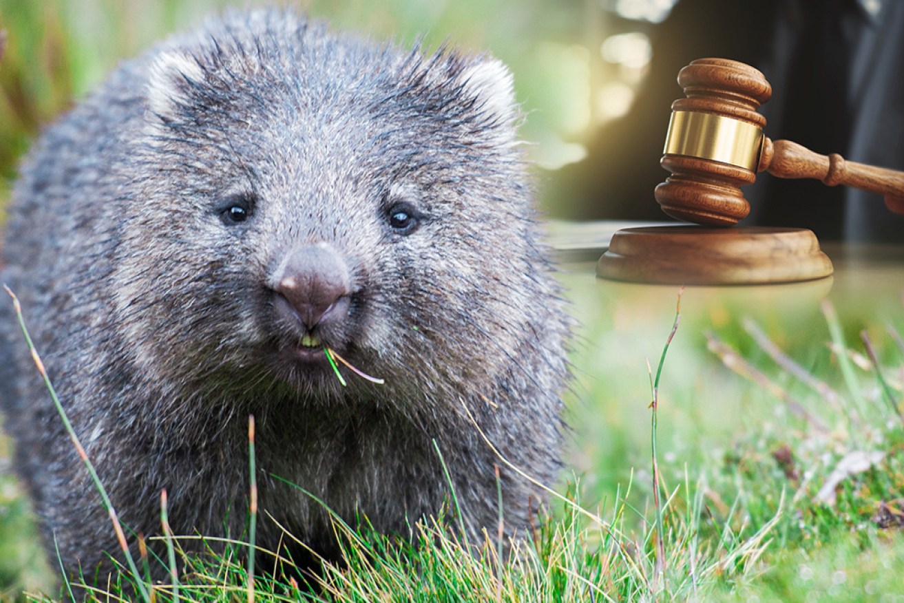 Wombats are now protected all over Victoria.