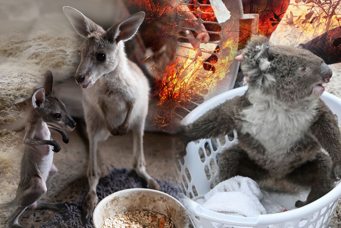 Animals need more food drops to survive in bushfire-ravaged areas, say carers. 
