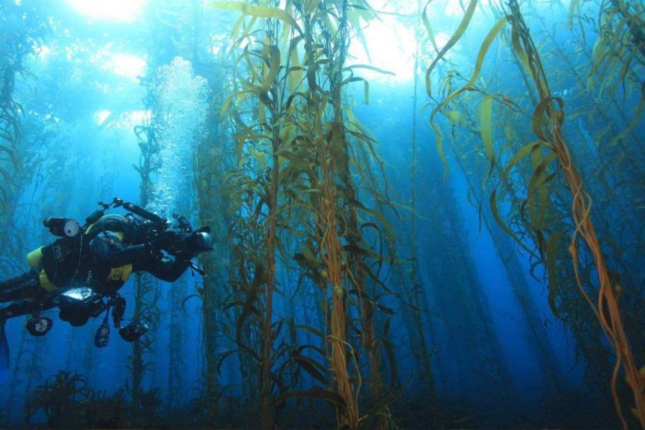 Warming waters have wiped out 95 percent of giant kelp forests in eastern Tasmania.