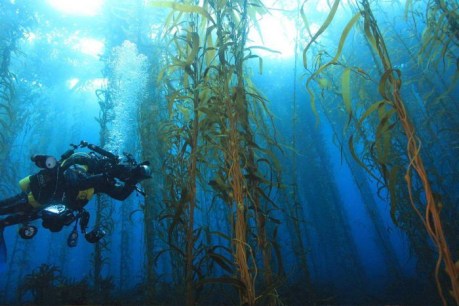 Giant kelp forests &#8216;gone forever&#8217; as Tasmanian waters warm faster than global average