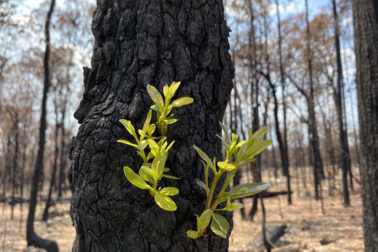 Fresh shoots have been spotted at Croajingolong National Park in East Gippsland. 