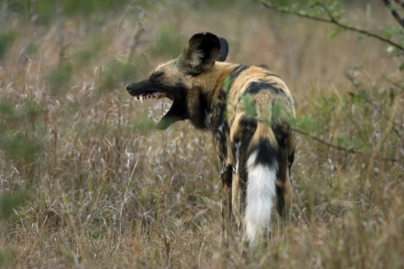 African wild dogs are lethal but endangered predators.