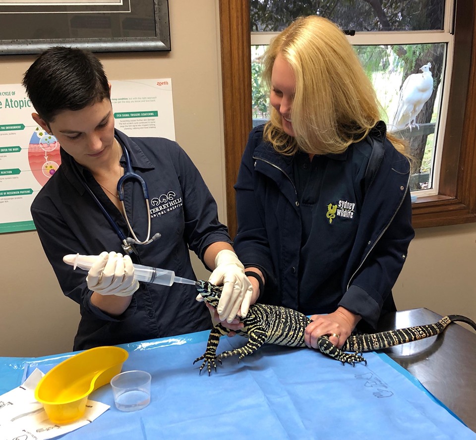 Wildlife Rescue: Volunteers Still Saving Bushfire-affected Animals