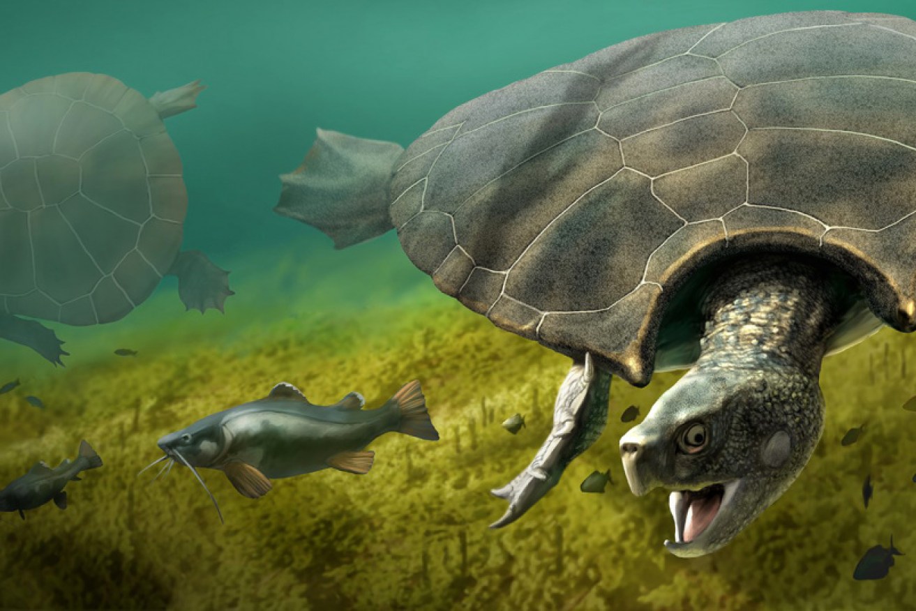 Coming out of his shel: it would take a day or two for Stupendemys geographicus, the biggest and scariest turtle ever.  