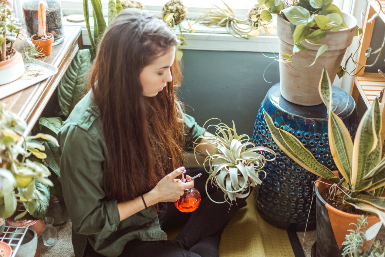 Indoor plants are here to stay and they're not going anywhere, thanks to biophelia.