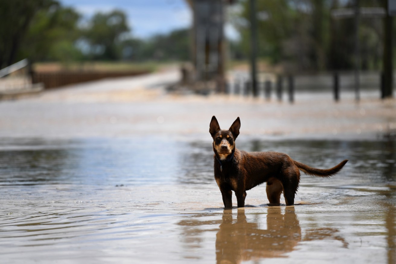 A dog in the flooded Balonne River at St George, where waters are still rising.