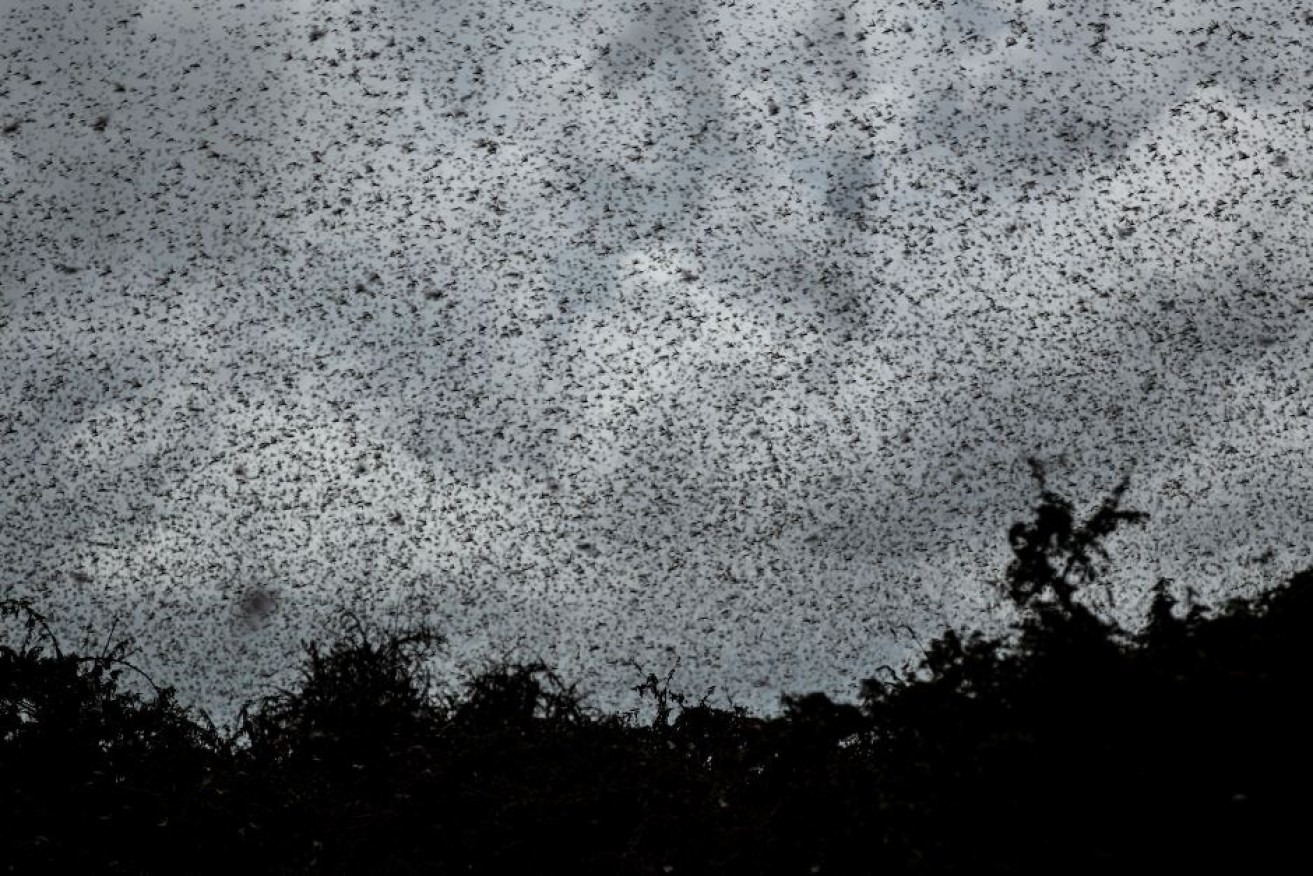 Experts have warned the number of locusts if unchecked could grow 500 times by June.

