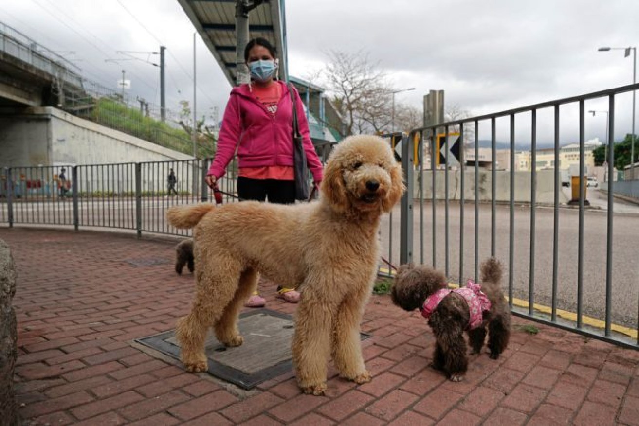 Pet cats and dogs can test positive for the virus but experts say the tests are extremely sensitive. Photo: AP