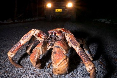Christmas Island robber crab suspected of nicking expensive camera in late-night burglary