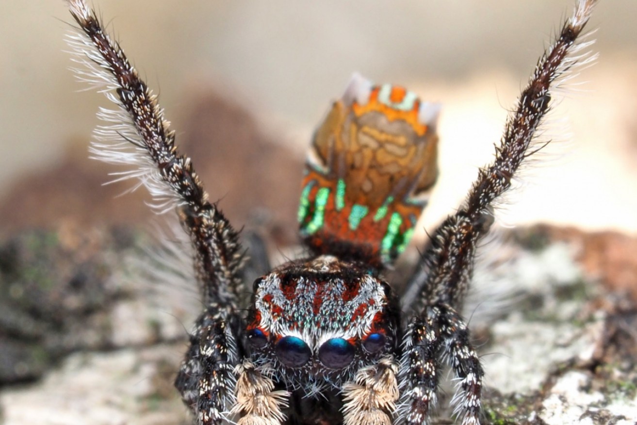 A Melbourne researcher has found seven new species of a tiny, colourful spider.