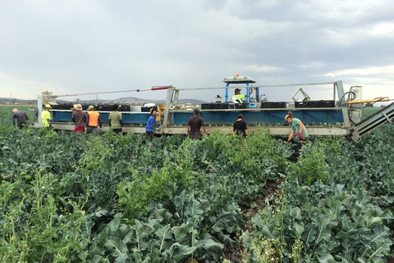 Qualipac employees harvest broccoli which is in high demand due to COVID-19.