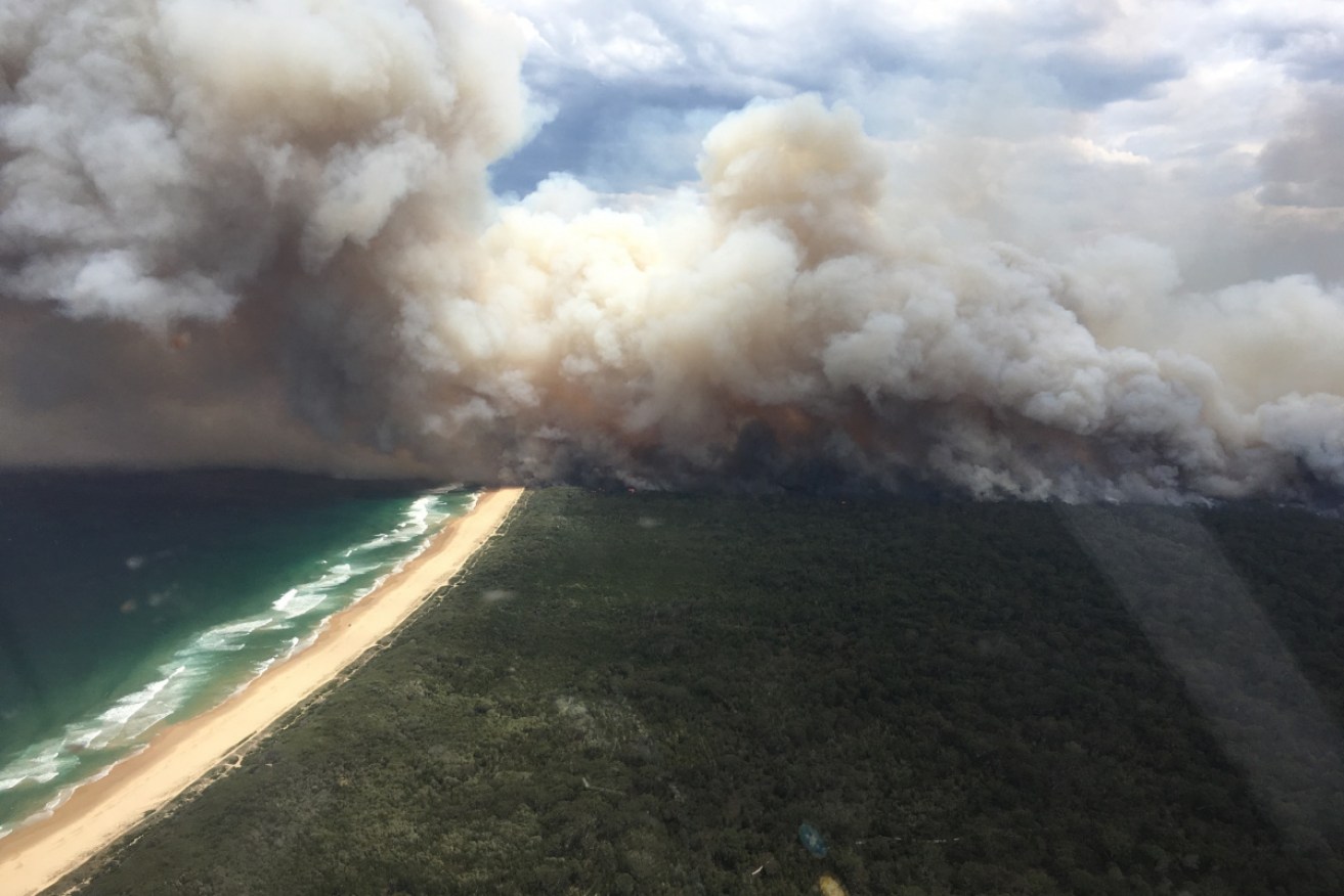 The full travesty of this year's bushfire season has been revealed in a new report. 