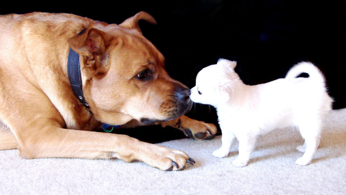 The puzzle of canine lifespans Why small dogs live longer than big dogs