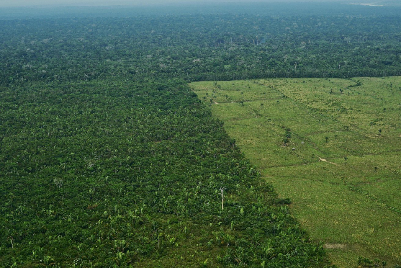 The Amazon rainforest is predicted to die out within 50 years. 