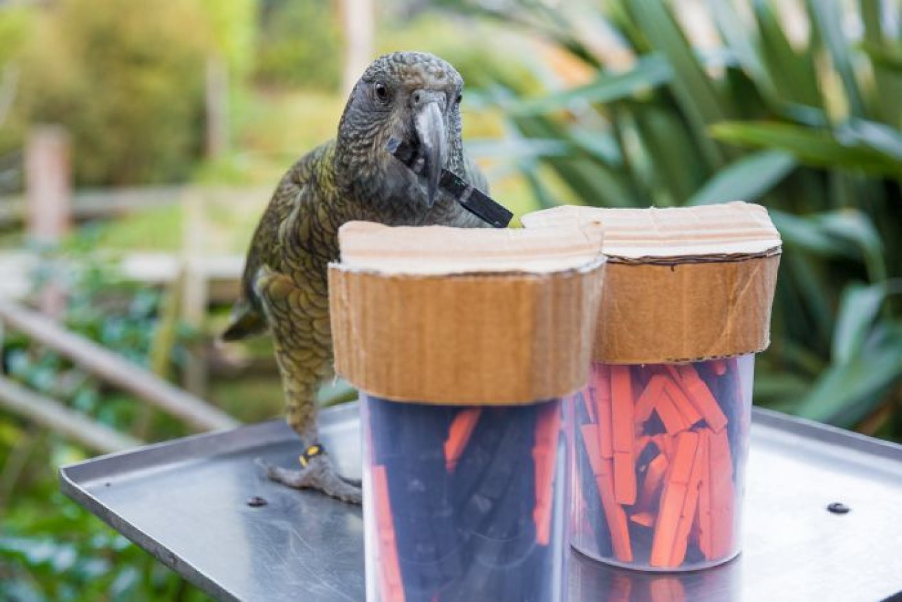 The New Zealand kea has shown it makes decisions based on probabilities, rather than simpler strategies. 