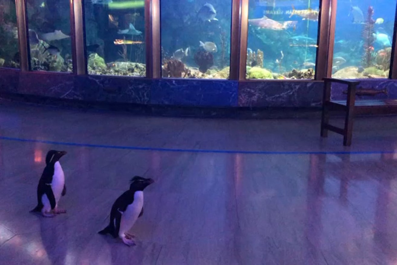 Edward and Annie take an excursion through Shedd Aquarium, free to roam in the absence of human visitors.