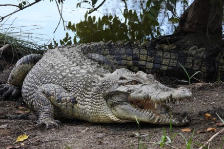 Man escapes serious injury during crocodile attack