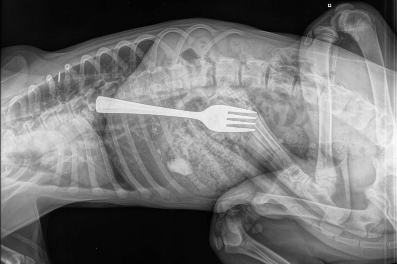 An x-ray of the puppy's stomach reveals the fork stuck inside.
