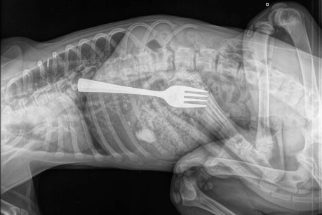 Golden retriever puppy undergoes emergency X-ray and endoscopy after swallowing fork