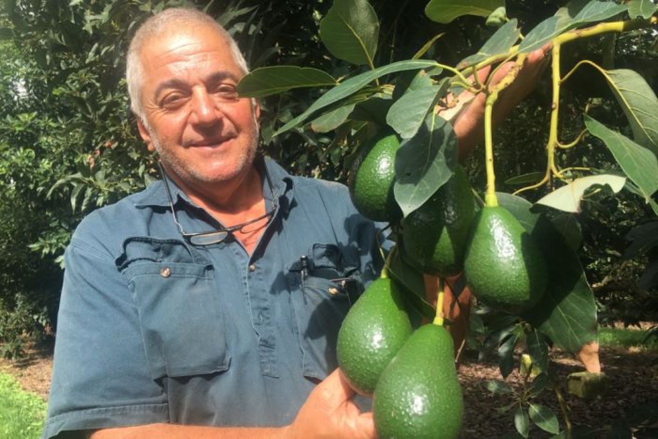 Avocados Australia chairman Jim Kochi says growers are 'very apprehensive' about the food-service shutdown.