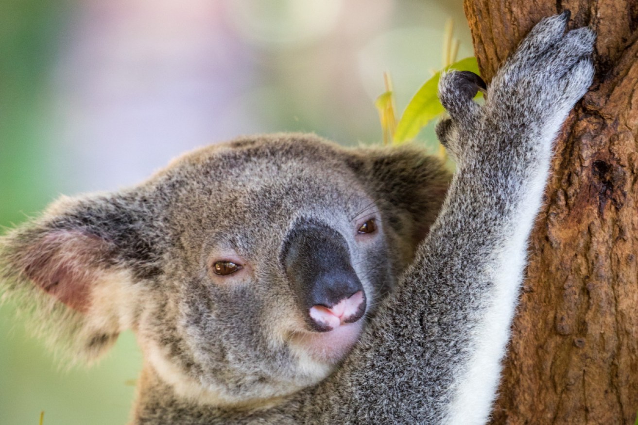 Some koalas are getting cranky without their daily cuddles.