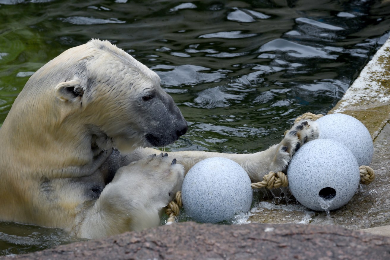 Polar bear Kap is one of the residents of Neumeunster Zoo.